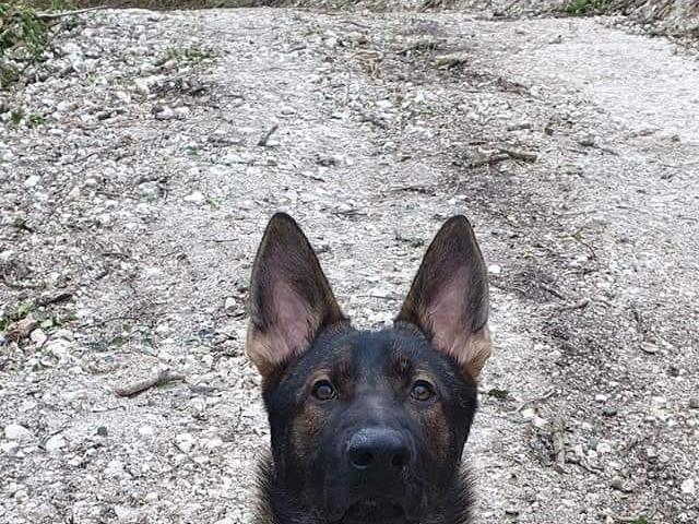 Lauren Thompson shared this photo of Mac