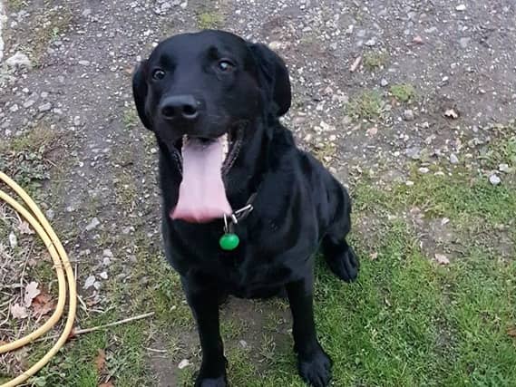 Christopher Graeme Faulks sent this picture of Digby