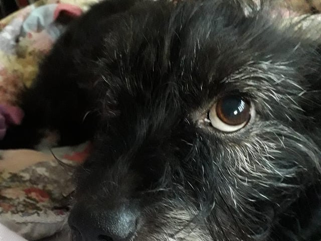 Carolyn Woodrup-Mahon shared this photo of Buddy