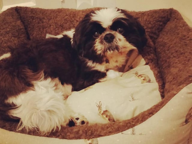 Amanda Turner shared this picture of Charlie