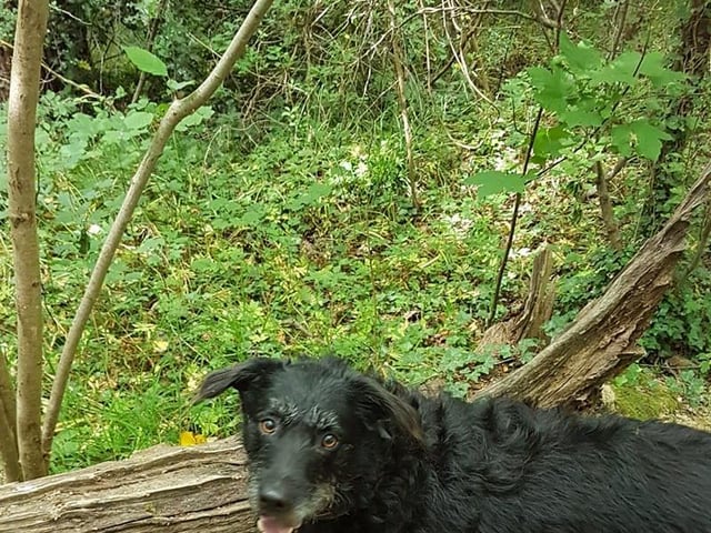 Beccy Scrase shared this photo of Oscar