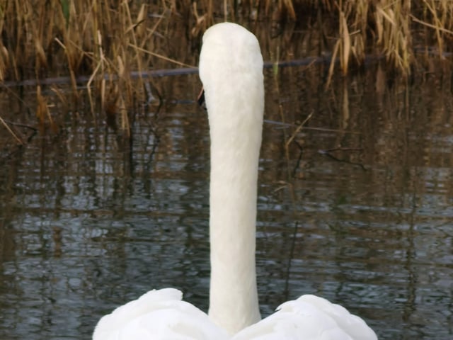 Swanning down the river by Debbie Gra,y taken a with Huawei P40. SUS-210302-103531001
