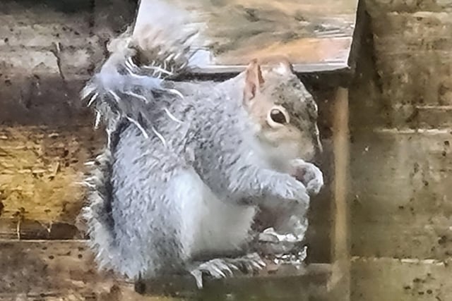 "Very wet and very hungry squirrel not in the least put off by the rain," said Marilyn Milton, who snapped this little chap in her East Dean garden with her Samsung Galaxy mobile phone. SUS-210302-104756001