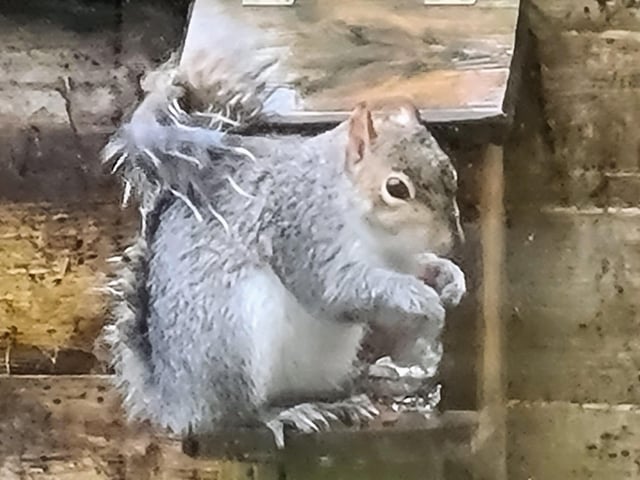 "Very wet and very hungry squirrel not in the least put off by the rain," said Marilyn Milton, who snapped this little chap in her East Dean garden with her Samsung Galaxy mobile phone. SUS-210302-104756001