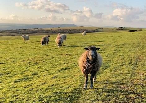 Herdwick sheep enjoying some sun on Lullington Heath, by Karen Bailey. SUS-210302-110016001