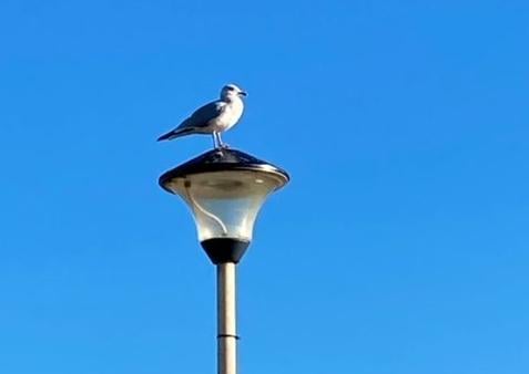 Seagull on 'bay watch' taken by Anne Norton on an iPhone SE. SUS-210302-111853001