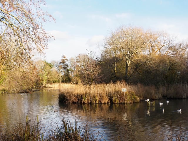 Decoy Pond in winter sunshine, taken by Derek A Briggs with an Olympus mirrorless camera. SUS-210302-112109001