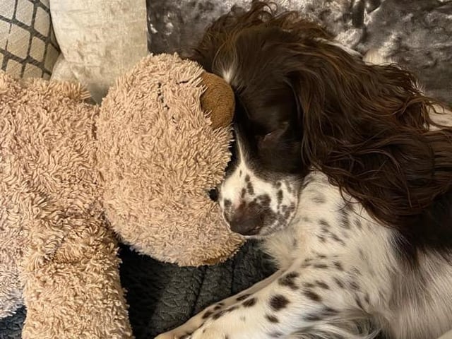 Peter Lawrence sent in this picture of Bruno