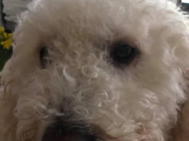 Thank you to Gail Jay for this photo of her dog