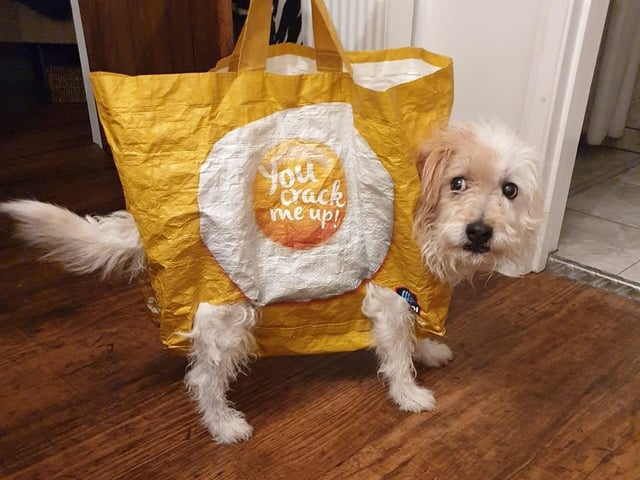 A dog is for life...as is a bag for life...thank you to Gary Willsher for sharing this