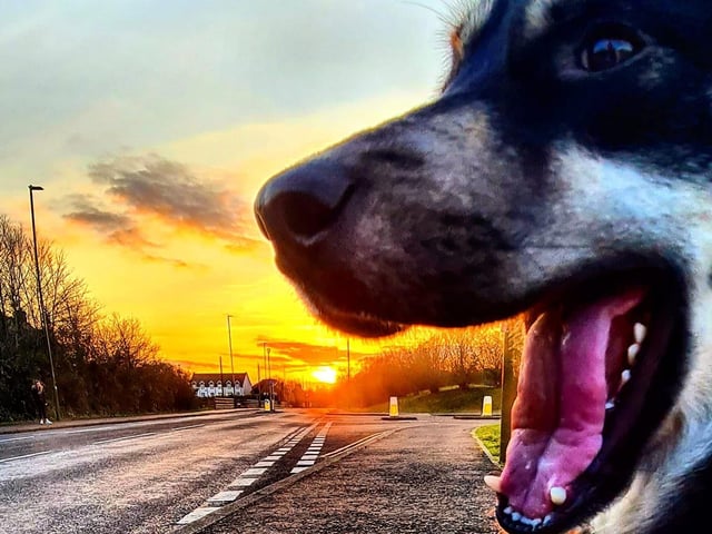 What a happy picture of Shadow, sent in by Georgia Johnson