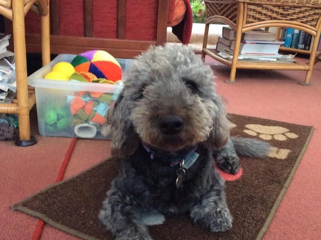 Heather Fiona Walker sent in this picture of Billy