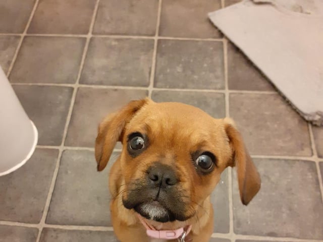 Look at those eyes! Jo Payne sent in this picture of Bella