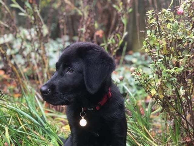 Monty looks like a handsome dog. Thank you to Joe Docherty for sharing this picture