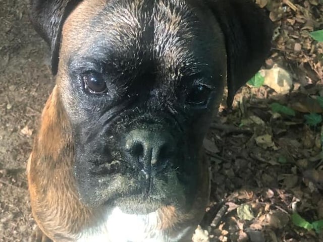 Julie Sales shared this picture of her dog