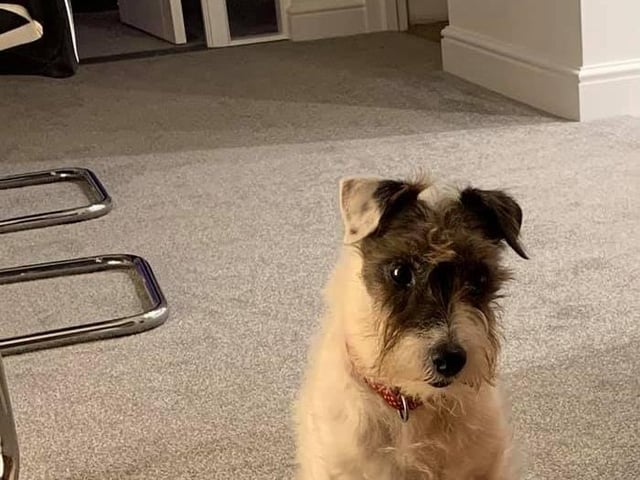 Linda Shiel shared this photo of Mollie