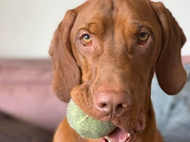 Liana Catherine sent in this photo of Ace