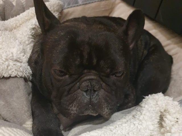 Louise Howard shared this picture of her dog