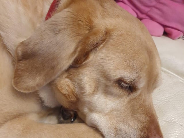 Fast asleep...this photo is of Michael Standing's dog
