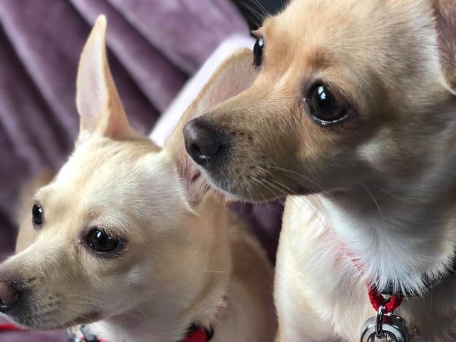 Lovely picture of Luna and Pippa sent in by Niki Rouse