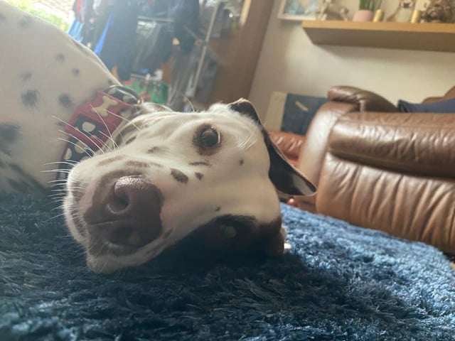 Lauren Pollard shared this photo of her dog