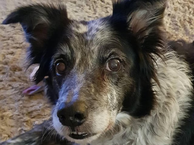 Lucie Patricia Fuller shared this photo of Millie