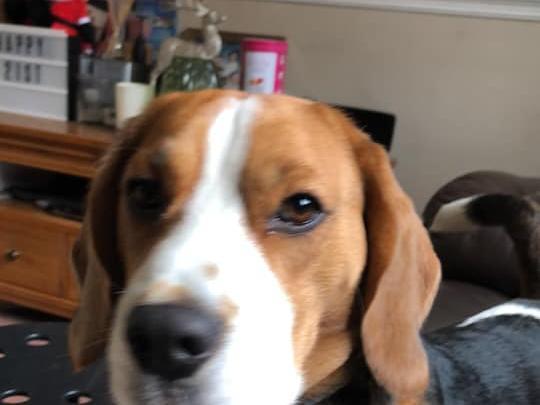 Lynda Greenfield shared this photo of Milo