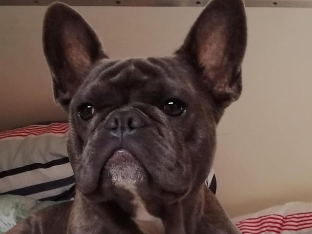 A great picture of Beanie sent in by Marcelle Annette Ward