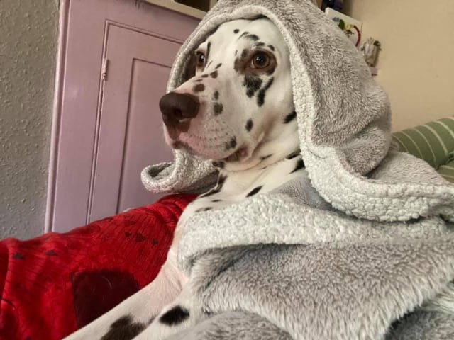 Sarah Leanne Goodwin sent in this picture of Luna all wrapped up
