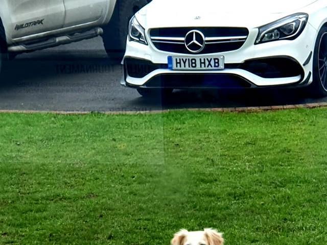 Shangy Parsons shared this photo of this beautiful dog