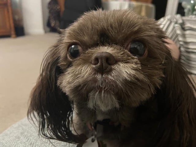 Sharon Clarke shared this photo of Lola