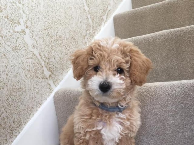 Dexter looks like such a cute dog. Thank you to Sharon Louise Powell for sharing.