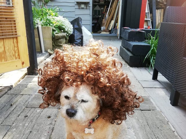 Roma Bulbeck's dog is sporting a fetching wig in this picture