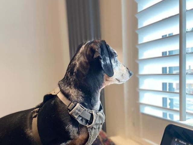 Terri Hudson's dog is a good look out for post while she's working