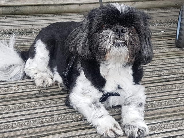 Thank you to Tracy Morley for sharing this picture of Diesel