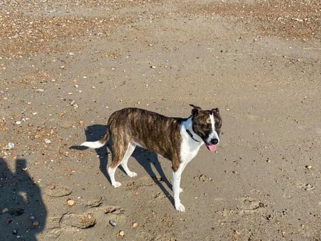 Tricia Winter shared this photo of Misty