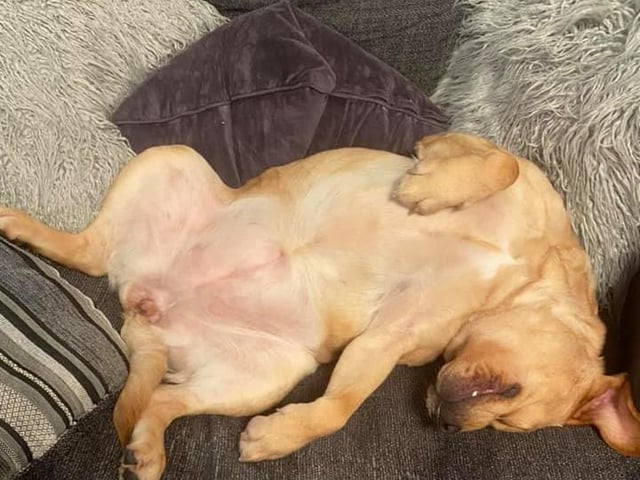Tanya Clubb's dog looks very comfortable