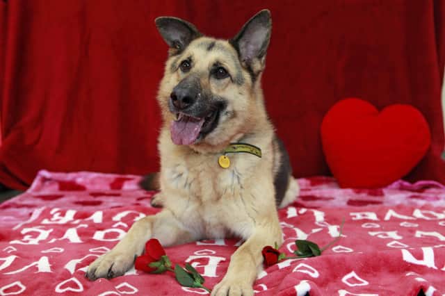 A former stray, four-year-old German shepherd Kelly is a playful dog that needs experienced owners who can continue with the training given at Dogs Trust Shoreham