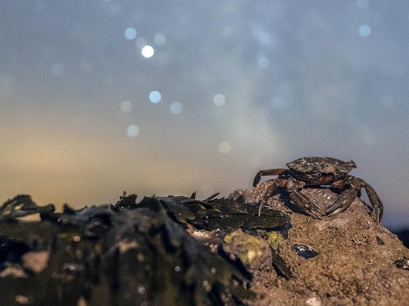 The winner of the 'Living Dark Skies' catergory by Anthony Whitbourn