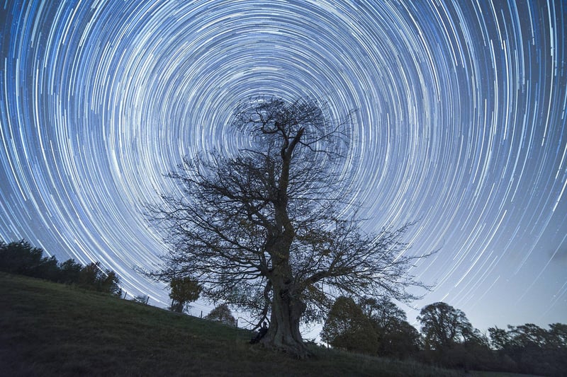 'Startrial Chestnut Tree' by Anthony Whitbourn came highly commended in the Living Dark Skys catergory