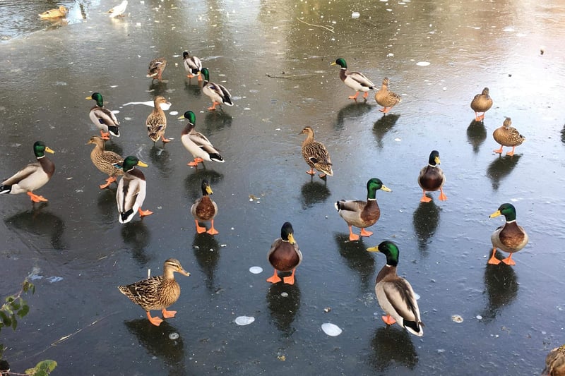 Ducks on the frozen pond in Hellingly Park, taken by  Hazel Dowsett. SUS-210217-112006001