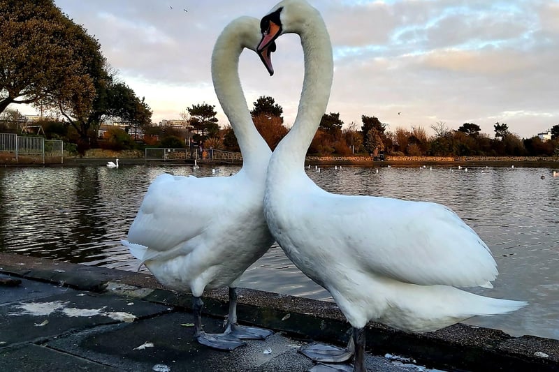 "Love is in the air in Princes Park," said Sue Holmes, who snapped this pair of swans just before Valentine's Day. SUS-210217-103023001