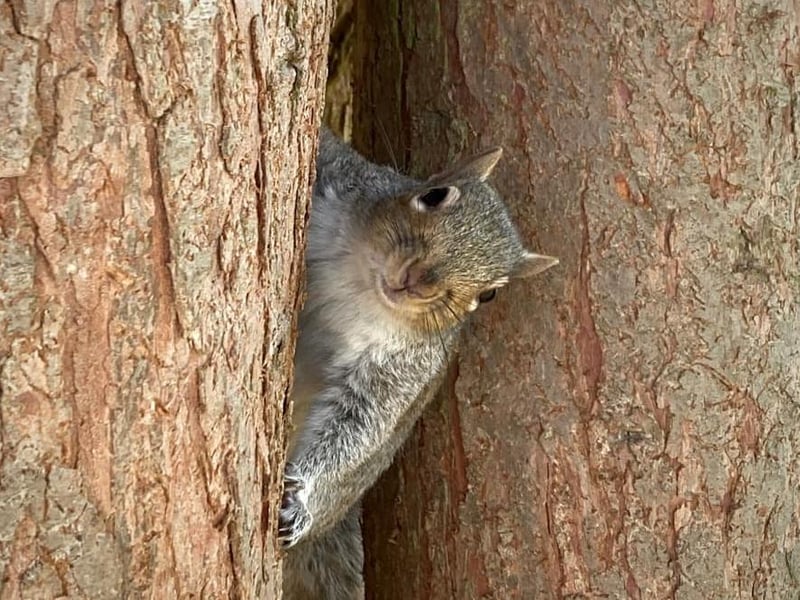 Peakaboo!