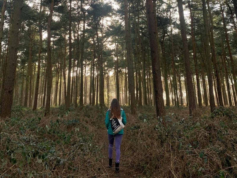 Taking a stroll through Harlestone Firs.