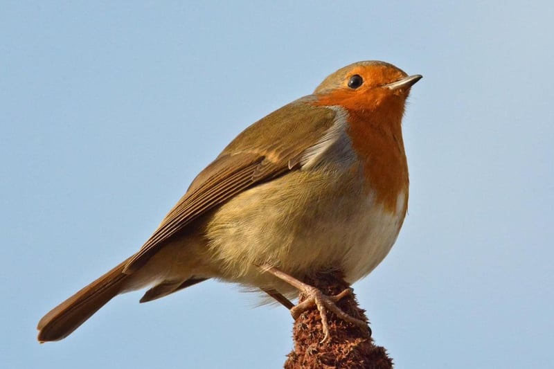 A remarkable close-up shot of a robin.