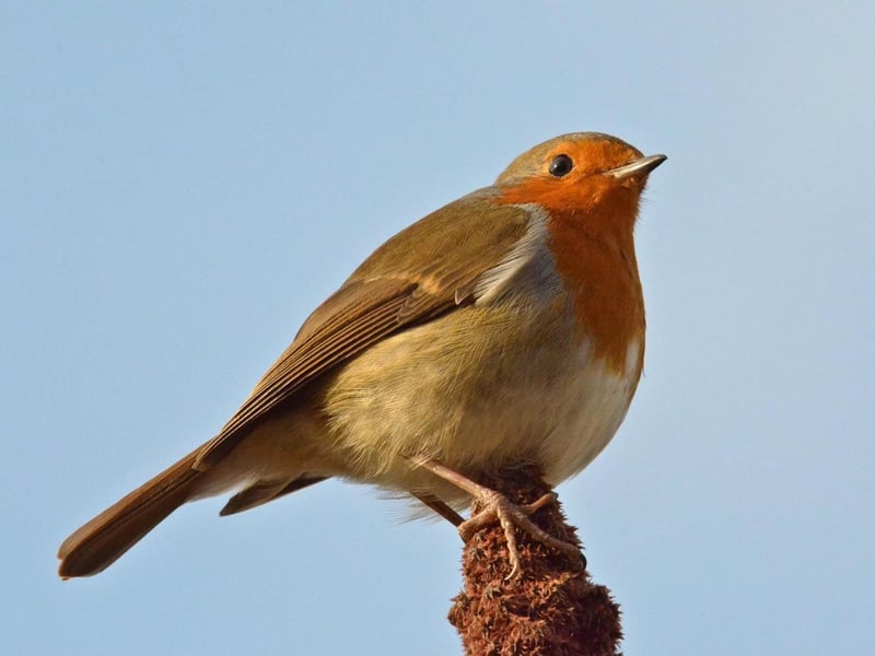 A remarkable close-up shot of a robin.