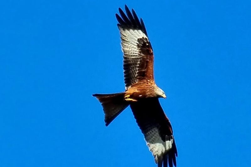 An incredible shot of a large predatory bird mid-flight.