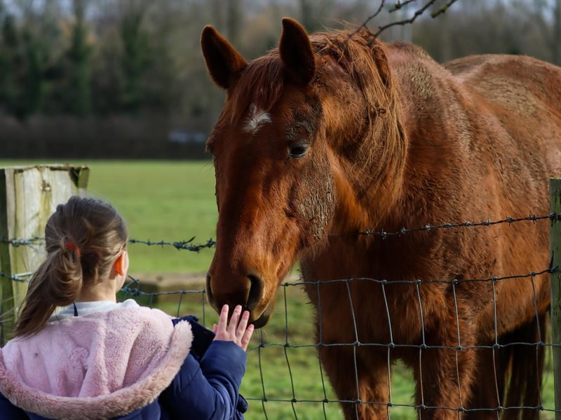 Saying hello to the horses.