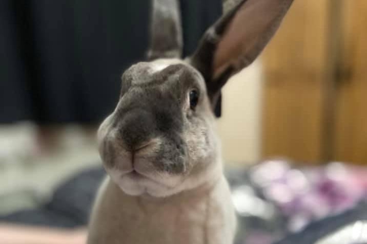 One of our reader's adorable pet rabbit.