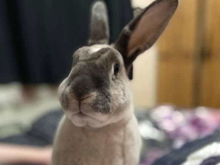 One of our reader's adorable pet rabbit.